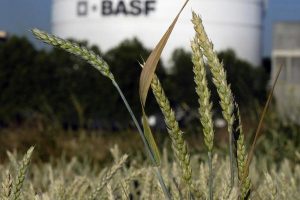 BASF beabsichtigt Verkauf von Düngemittel-Aktivitäten
