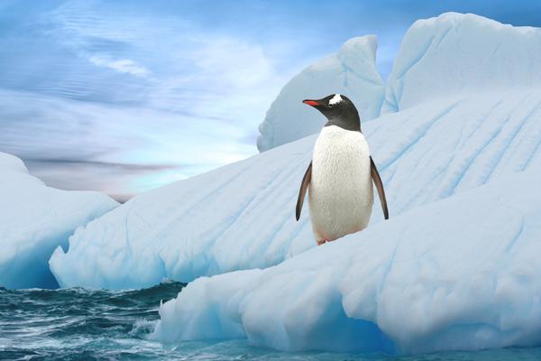 Damit Pinguine genügend Eis haben