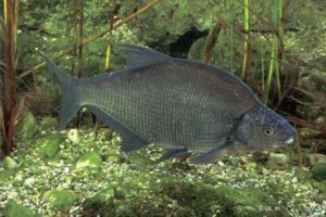 Umweltbelastungen mit Fischen ermitteln