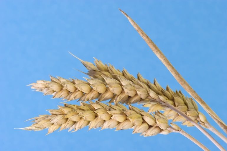 Gluten im Weizen: Was sich nach 120 Jahren Züchtung verändert hat