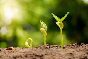 germinating_seed_to_sprout_of_nut_in_agriculture_and_plant_grow_sequence_with_sunlight_and_green_background_