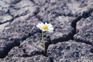 Flower_has_grown_in_arid_cracked_barren_soil