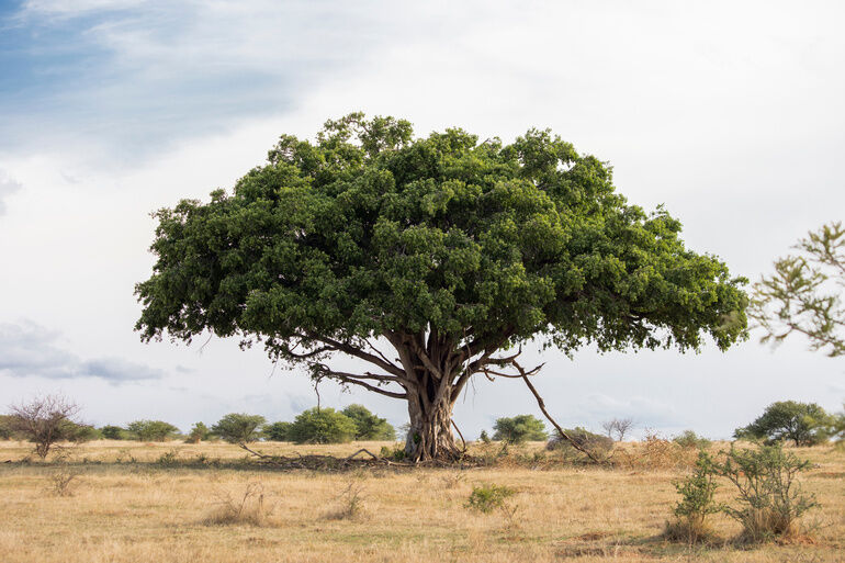 Der Feigenbaum war sein Schicksal