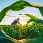 Blurred_image._Farmers_use_tablets_to_analyze_data_and_experiment_with_growing_corn._AI_data_innovation_improves_cultivation_efficiency_for_quality._Analysis_of_farmer_corn_farming_agriculture_concept