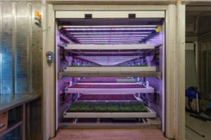 Sensoren für effizientes und sicheres Indoor Farming
