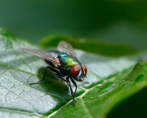 Schmeißfliegen können chemische Kampfstoffe und Schadstoffe aufspüren