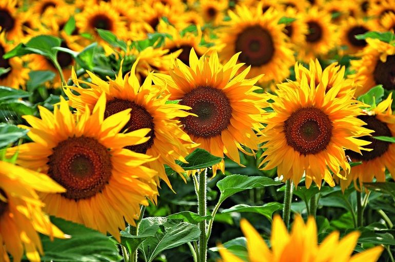Hydrosol setzt auf Proteine aus Sonnenblumen