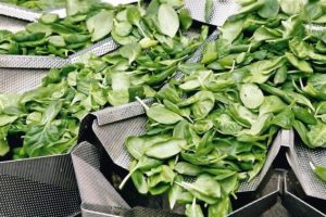 Mehrkopfwaage extra für Salatprodukte