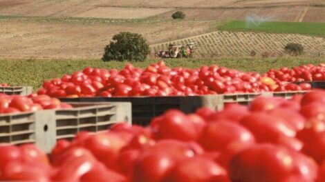 Cloud-Plattform überwacht Anlagen in Tomatenfabrik