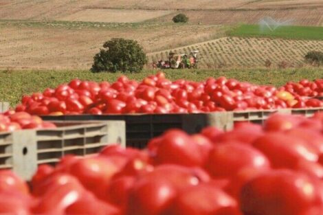 Cloud-Plattform überwacht Anlagen in Tomatenfabrik