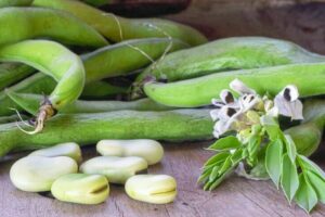 Ackerbohne als alternative Proteinquelle mit grüner Weste